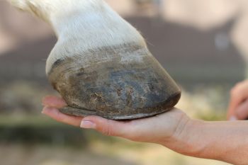 Hufrehe Spezialbeschlag bei Hufrehe