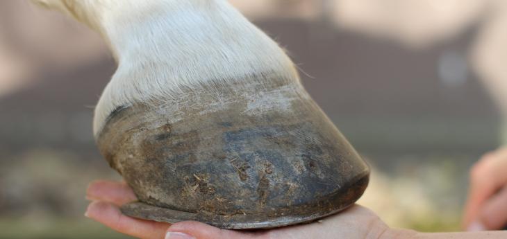 Hufrehe beim Pferd Orthopädischer Beschlag bei hufreheerkrankten Pferden ist sinnvoll