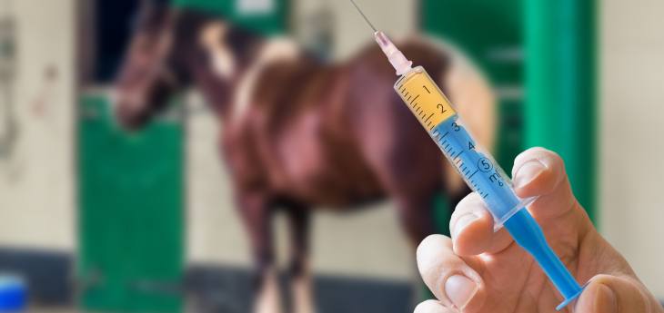 Pferd mit Sommerekzem Eine Impfung gegen Sommerekzem bei Pferden wird getestet.