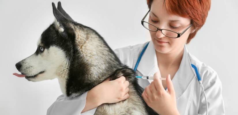 Analdrüsenentzündung beim Hund Tiermedizin Dr. Gumpert