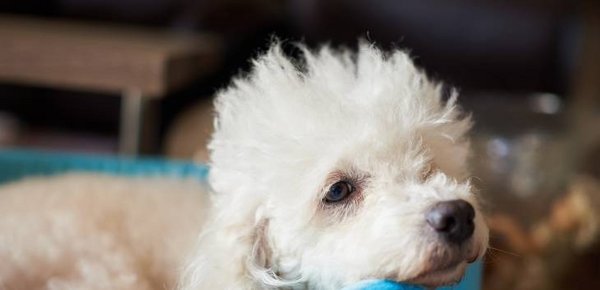 Ein Dandie Dinmont Terrier schaut in die Kamera