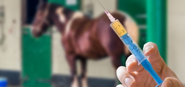 Bei einer Gaskolik können dem Pferd krampflösende Medikamente gespritzt werden.