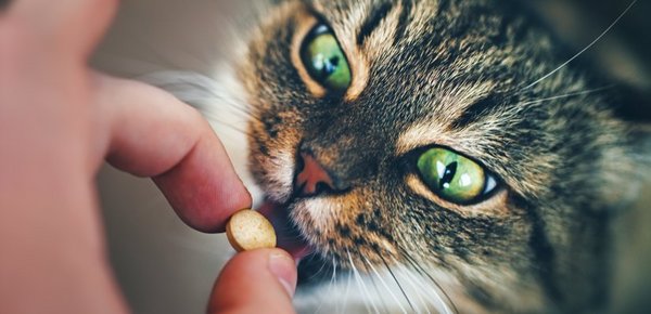 Carnidazol Katze Dosierung