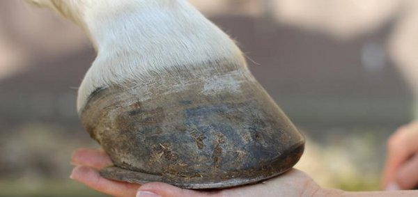 Orthopädischer Beschlag bei hufreheerkrankten Pferden ist sinnvoll