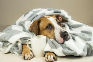 Hund unter einer Decke mit einer Tasse Tee