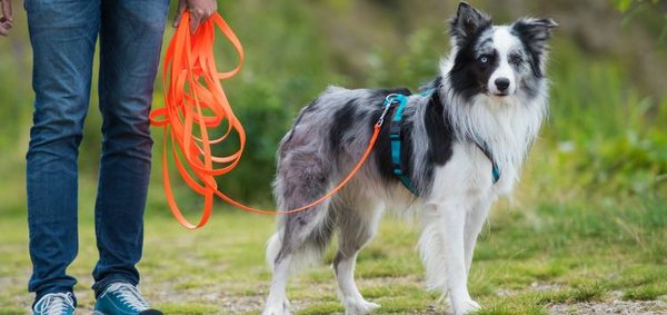 Hund an der Leine