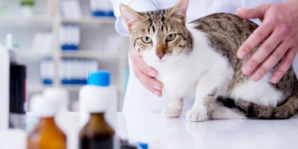Katze, Medikamente