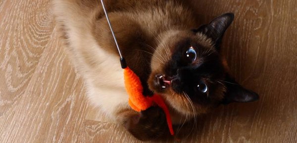 Viele Katzen lieben es, mit Bällchen, Federn etc. zu spielen.