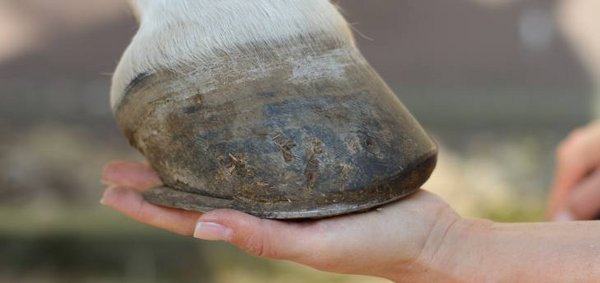 Spezieller Beschlag bei einem Stelzfuß.