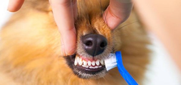 Dem Hund werden die Zähne mittels einer Zahnbürste geputzt
