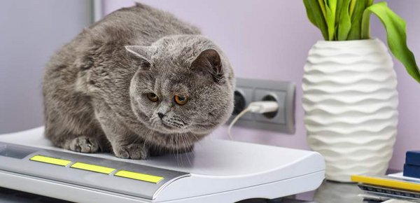 Katze Gewicht Waage