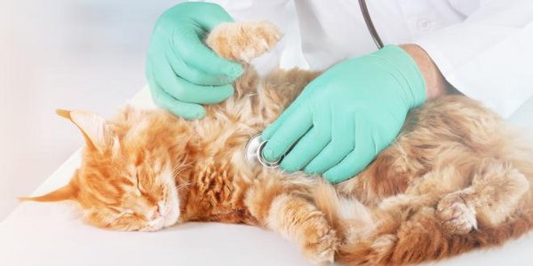 Katze beim Tierarzt 