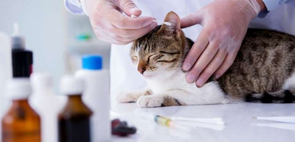 Ohrmilben sind lästig, daher reinigt der Tierarzt die Ohren der Katze.