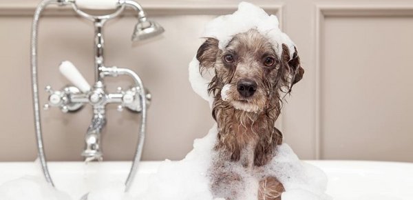 Hund, baden, Badewanne, Hundepflege