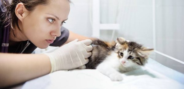 Tierärztin impft Katze