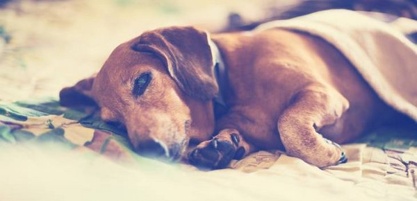 Alter müder Hund unter einer Decke