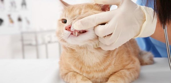 Wenn eine Katze unter einer Zahnfleischentzündung leidet, frisst sie oftmals nicht mehr genügend.