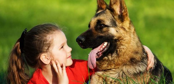 Schäferhund spielt mit Mädchen