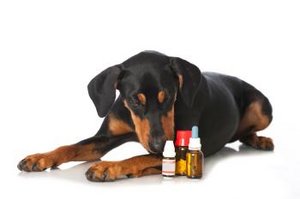 Hund vor verschiedenen Medikamenten