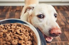 Hund mit Fressnapf Hund mit Fressnapf