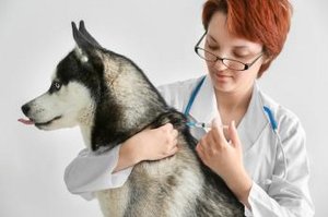 Hund bekommt eine Spritze beim Arzt