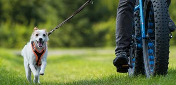 Ein ewiger Begleiter Hund im Fahrradkorb