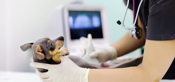 Ein Hund wird von einer Tierärztin mit einem Ultraschallgerät untersucht