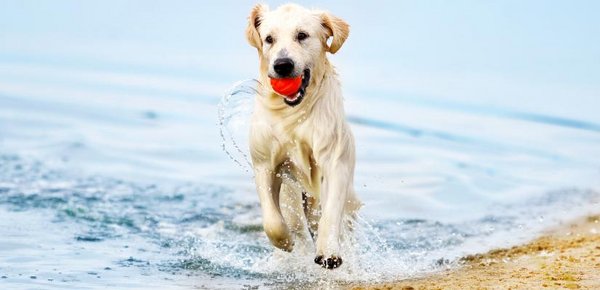 Hund, Wasser, Schwimmteich, Planschbecken, Schwimmbecken, Meer, Fluss, Haustier