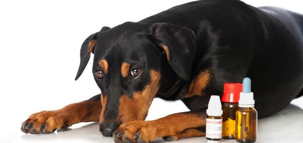Hund liegt vor Medikamenten auf dem Boden