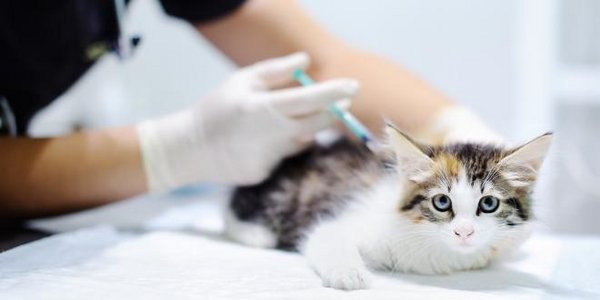 Impfung, Katze, Spritze