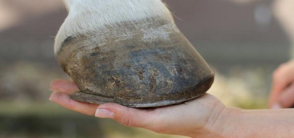 Anaerobe Bakterien zersetzen das Hufhorn