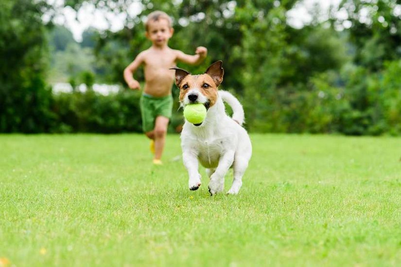 Der Hundesport Kind rennt mit Hund auf der Wiese