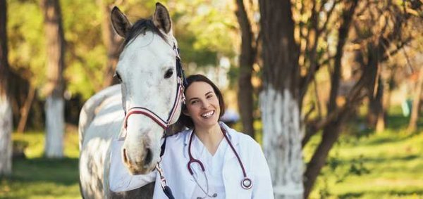 Der Tierarzt sollte das Pferd bei Schmerzen aufgrund einer Arthrose behandeln.