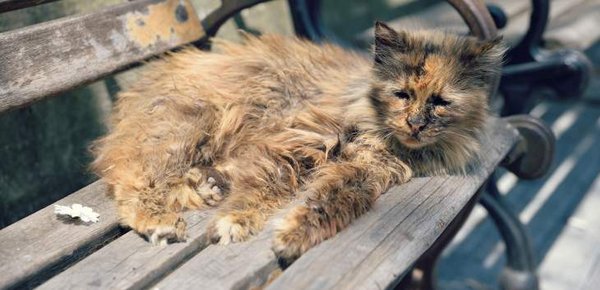 Katze mit struppigen Fell auf der Bank