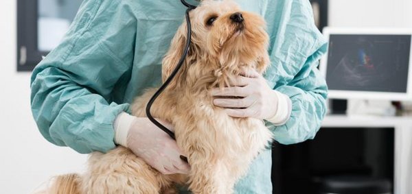 Tierarzt hört Lunge vom Kleinhund ab.