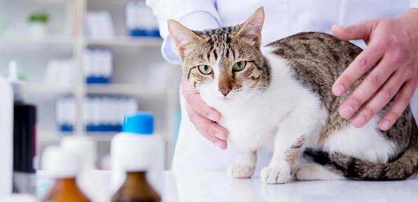 Entwurmung der Katze beim Tierarzt