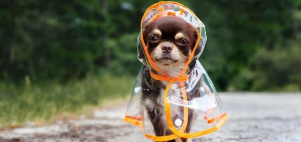 Hund mit Regenmantel