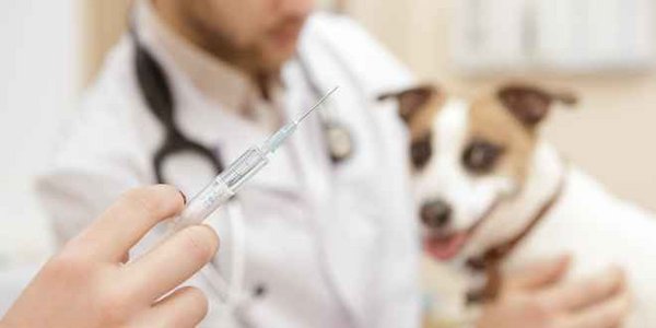 Impfkosten Hund