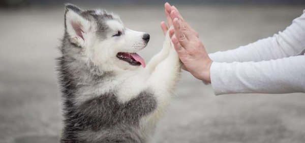 Hund klatscht mit beiden Pfoten die Hände der Besitzerin ab