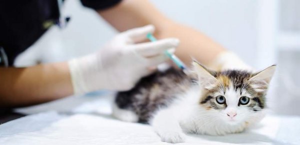 Impfungen helfen der Gesundheit Ihrer Katze.
