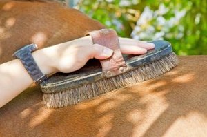Pferde mit Sommerekzem haben oftmals kahle Stellen auf der Haut.
