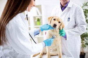 Hund beim Arzt