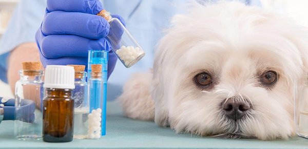 Hund mit Giardien beim Tierarzt