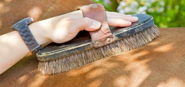 Pilze können über das Putzzeug von Pferd zu Pferd übertragen werden.