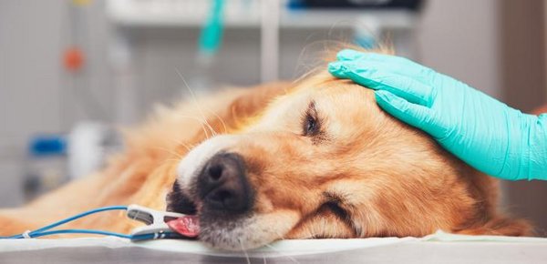 Träger Hund liegt auf dem Behandlungstisch