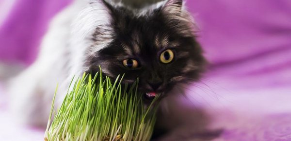 Katzengras wird gerne mal zur Unterstützung der Verdauung abgekaut.