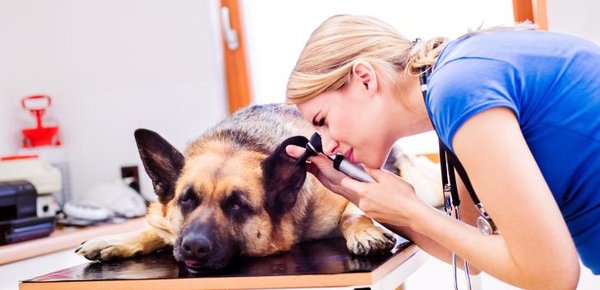 Tierärztin untersucht das Ohr von einem Schäferhund