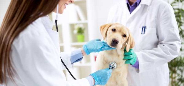 Hund sitzt beim Tierarzt und wird untersucht