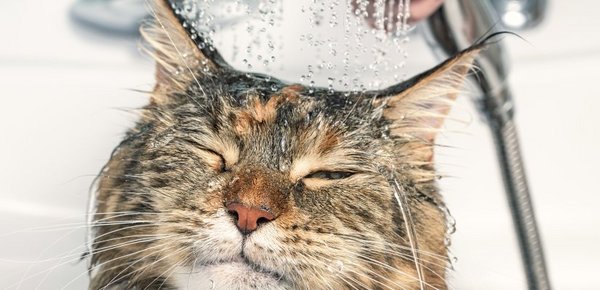 Hier genießt jemand die Dusche. Doch nur selten mögen Katzen es, mit Wasser in Berührung zu kommen.