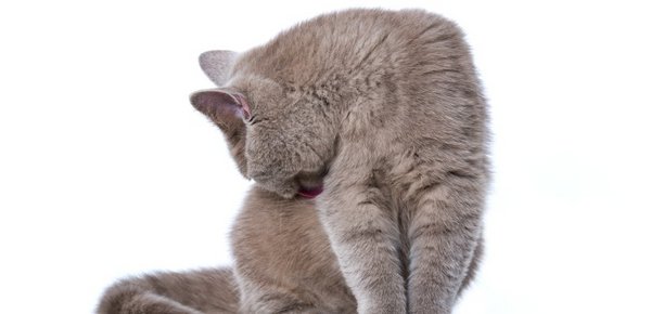 Kann sich eine Katze zu häufig putzen?